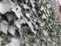 Preview: Der Großblättriger Efeu Remscheid ist gut frosthart