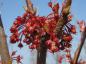 Preview: Die roten Blüten des Acer rubrum Red Sunset