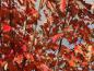 Preview: Acer rubrum Red Sunset - leuchtend rotes und oranges Herbstlaub