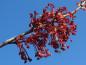 Preview: Die roten Blüten des Rotahorn Red Sunset sind beliebt bei Bienen und Co.