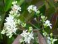 Preview: Die interessante Blüte von Heptacodium miconioides