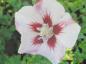 Preview: Hibiscus Hybride Hamabo - blassrosa Blüte mit roter Zeichnung