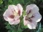 Preview: Rosa Blüten des Hibiskus Hamabo