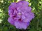 Preview: Die gefüllte Blüte vom Hibiscus Lavender Chiffon®