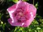 Preview: Hibiscus Hybride Lavender Chiffon®