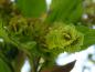 Preview: Japanischer Streifenahorn - einzeln Blüte in Nahaufnahme