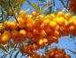 Preview: Hippophae rhamnoides mit Fruchtschmuck