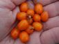 Preview: Früchte von Hippophae rhamnoides Leikora