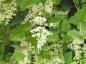 Preview: Scheinspiere - weiße Blüten