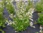 Preview: Holodiscus discolor ariifolius