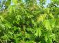 Preview: Die tiefgeschlitzen, hellgrünen Blätter des Silberahorn, Acer saccharinum