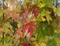 Preview: Der Silberahorn (Acer saccharinum) mit Herbstfärbung