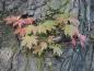 Preview: Silberahorn, Acer saccharinum - frische rötliche Triebe
