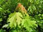 Preview: Silberahorn, Acer saccharinum - die jungen Blätter sind rot