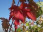 Preview: Mit Herbstfärbung: Acer saccharinum