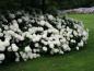 Preview: Ballhortensie Annabelle - weiße ballartige Blüten