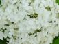 Preview: Nahaufnahme der weißen Blüte von Hydrangea arborescens Annabelle