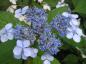 Preview: Hydrangea serrata Blue Bird, purpurhortensia Blue Bird