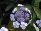 Preview: Hydrangea serrata Blue Bird, purpurhortensia Blue Bird