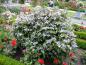 Preview: Hydrangea serrata Blue Bird, purpurhortensia Blue Bird