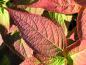 Preview: Hydrangea serrata Blue Bird, purpurhortensia Blue Bird