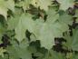 Preview: Das dunkelgrüne, fünflappige Laub des Zuckerahorns (Acer saccharum)