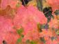 Preview: Zuckerahorn (Acer saccharum) - leuchtend rote Herbstfärbung