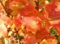 Preview: Zuckerahorn - bunte Blätter im Herbst