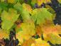 Preview: Herbstlaub vom Zuckerahorn
