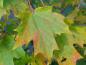 Preview: Acer saccharum: Beginnende Herbstfärbung