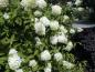 Preview: Weißblühende Rispenhortensie Grandiflora