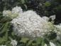 Preview: Rispenhortensie Grandiflora - weiße Blütenrispe