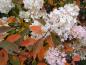 Preview: Hydrangea paniculata Grandiflora mit beginnender Herbstfärbung