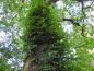 Preview: Die Hydrangea petiolaris hat einen Baum erklettert.