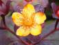 Preview: Johannesört Albury Purple, Hypericum androsaemum Albury Purple