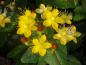 Preview: Johanniskraut Excellent Flair - leuchtend gelbe Blüten