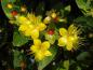 Preview: Johanniskraut Excellent Flair - gelbe Blüten und rote Früchte
