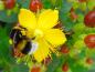 Preview: Interessant für Insekten - das Johanniskraut Excellent Flair