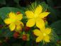 Preview: Gelbe Blüten des Hypericum Excellent Flair