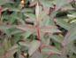 Preview: Hypericum tricolor