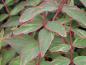 Preview: Hypericum tricolor