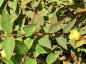 Preview: Hypericum tricolor