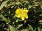 Preview: Hypericum tricolor