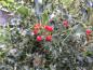 Preview: Winterlicher Fruchtschmuck bei Ilex aquifolium Alaska