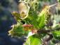Preview: Blattaustrieb von Ilex aquifolium Ferox Argentea