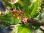 Preview: Ilex aquifolium Ferox Argentea: Nahaufnahme des Blattaustriebs mit kleinen Blattzähnchen