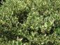 Preview: Stark dornige gelbgrüne Blätter des Ilex aquifolium Ferox Argentea