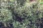 Preview: Myrtenblättrige Stechpalme (Ilex aquifolium Myrtifolia)