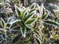 Preview: Die myrtenblättrige Stechpalme (Ilex aquifolium Myrtifolia) im Winter