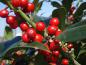 Preview: Ilex aquifolium Pyramidalis im roten Fruchtschmuck